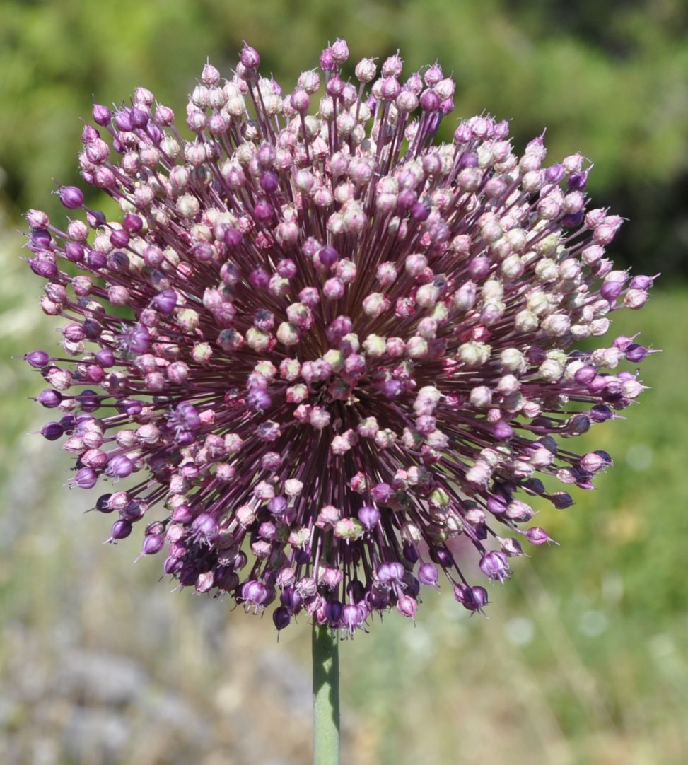 Изображение особи Allium ampeloprasum.