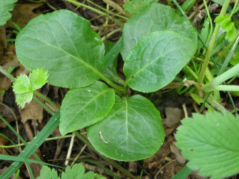Image of Pyrola minor specimen.
