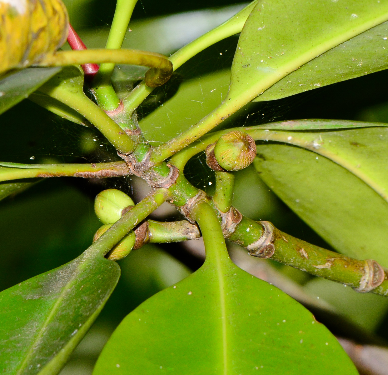 Изображение особи Rhizophora mucronata.