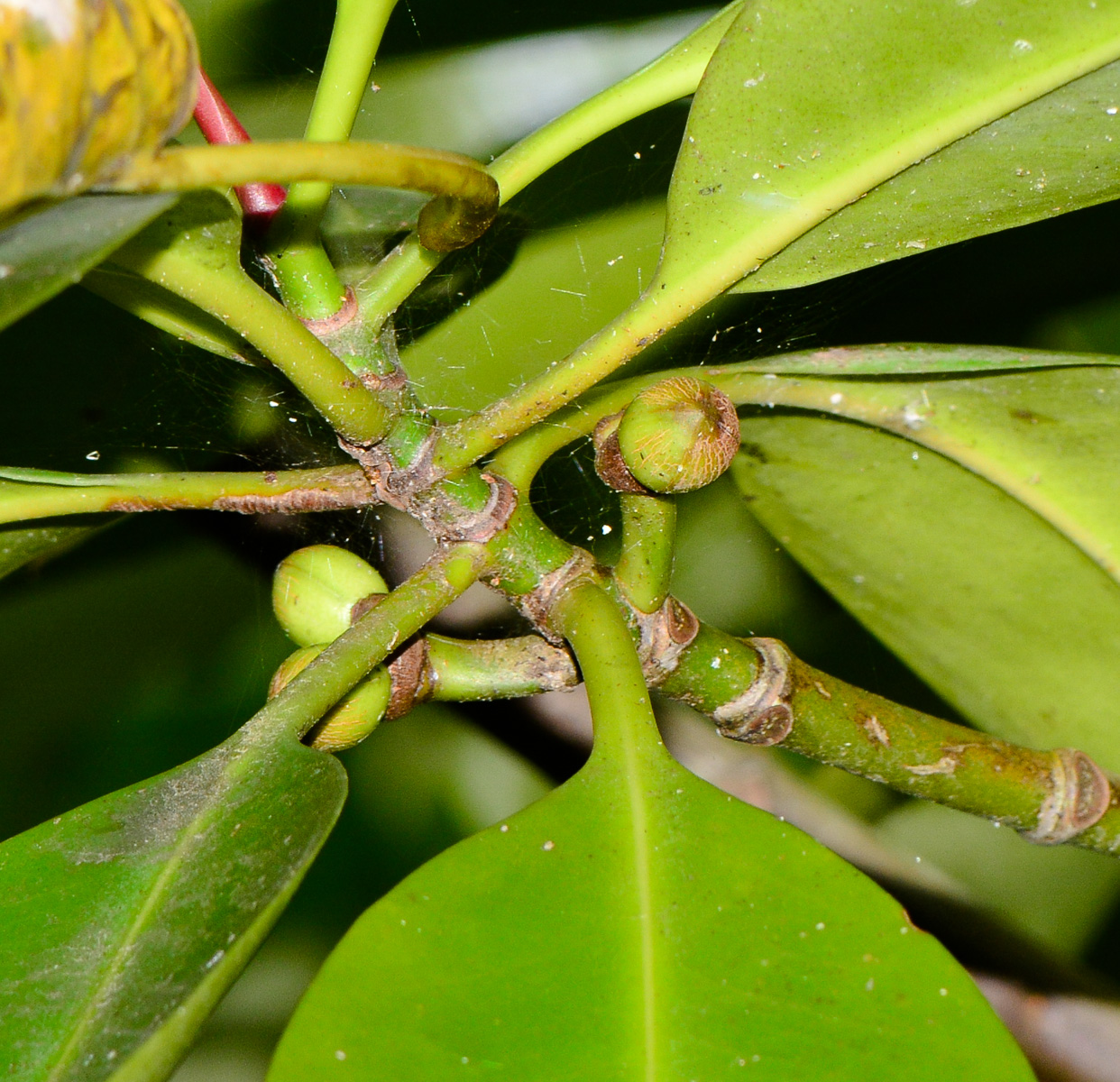 Image of Rhizophora mucronata specimen.