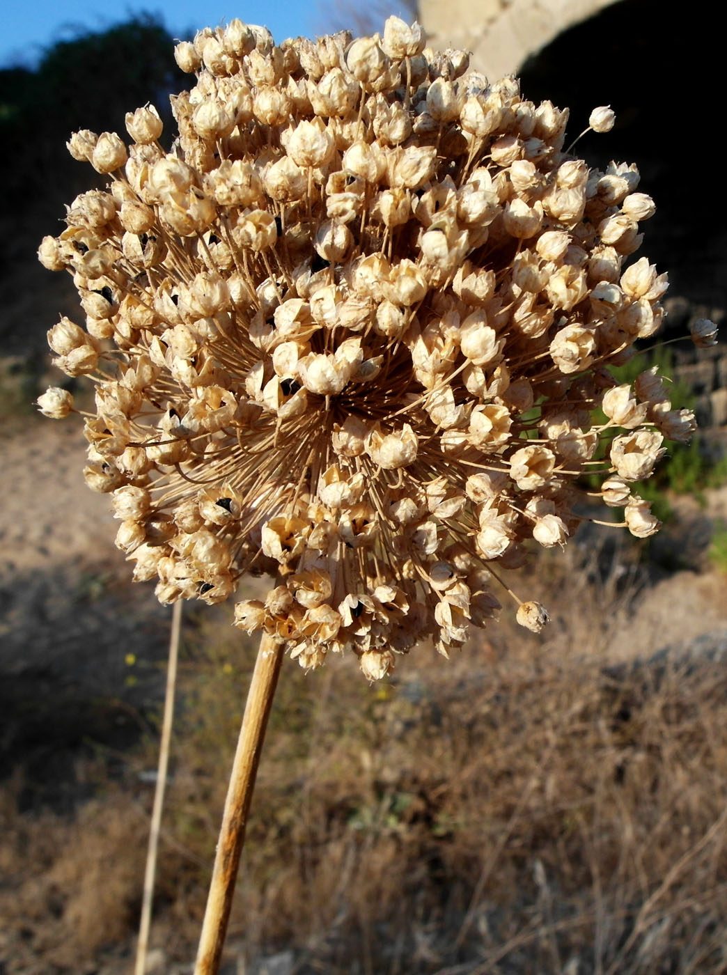 Image of Allium ampeloprasum specimen.