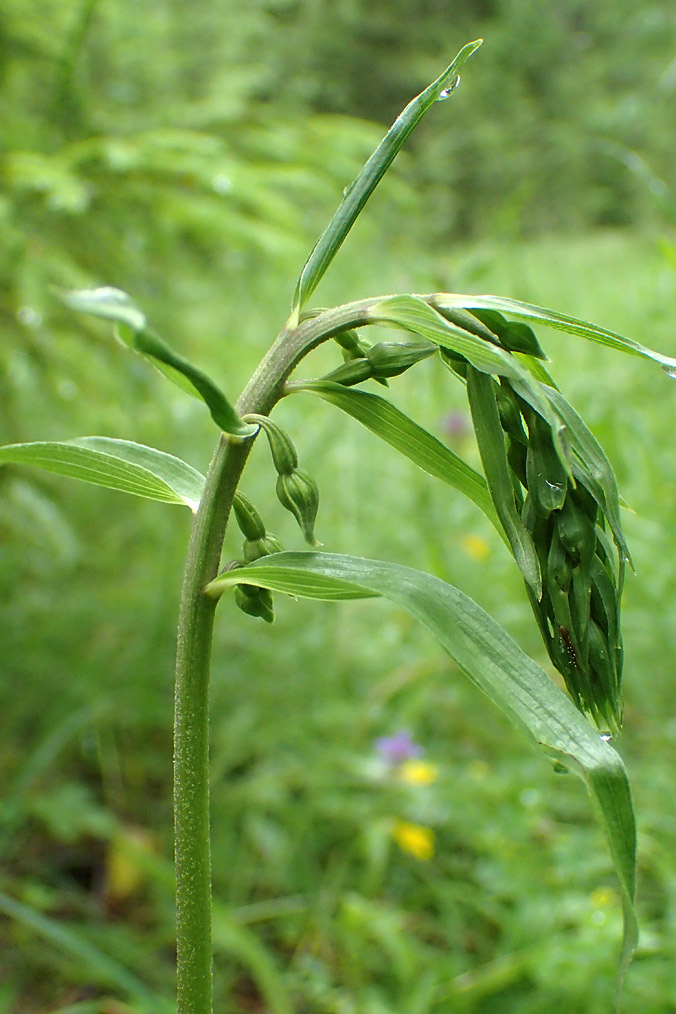 Изображение особи Epipactis helleborine.