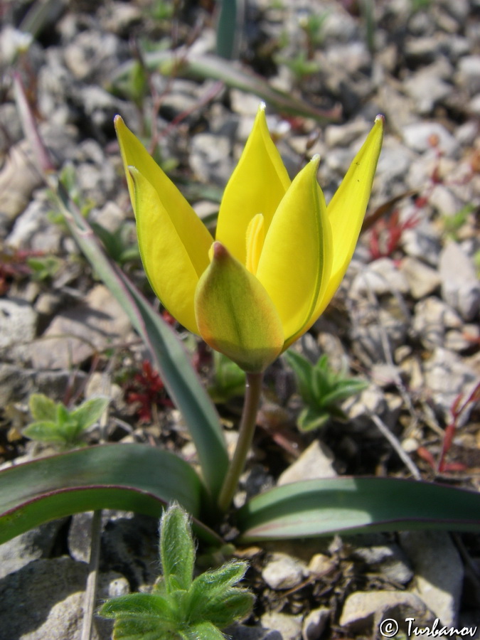 Image of Tulipa sylvestris specimen.