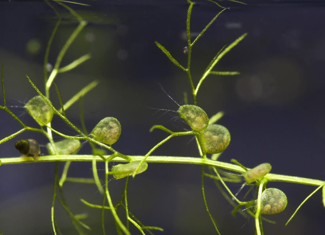 Изображение особи Utricularia vulgaris.