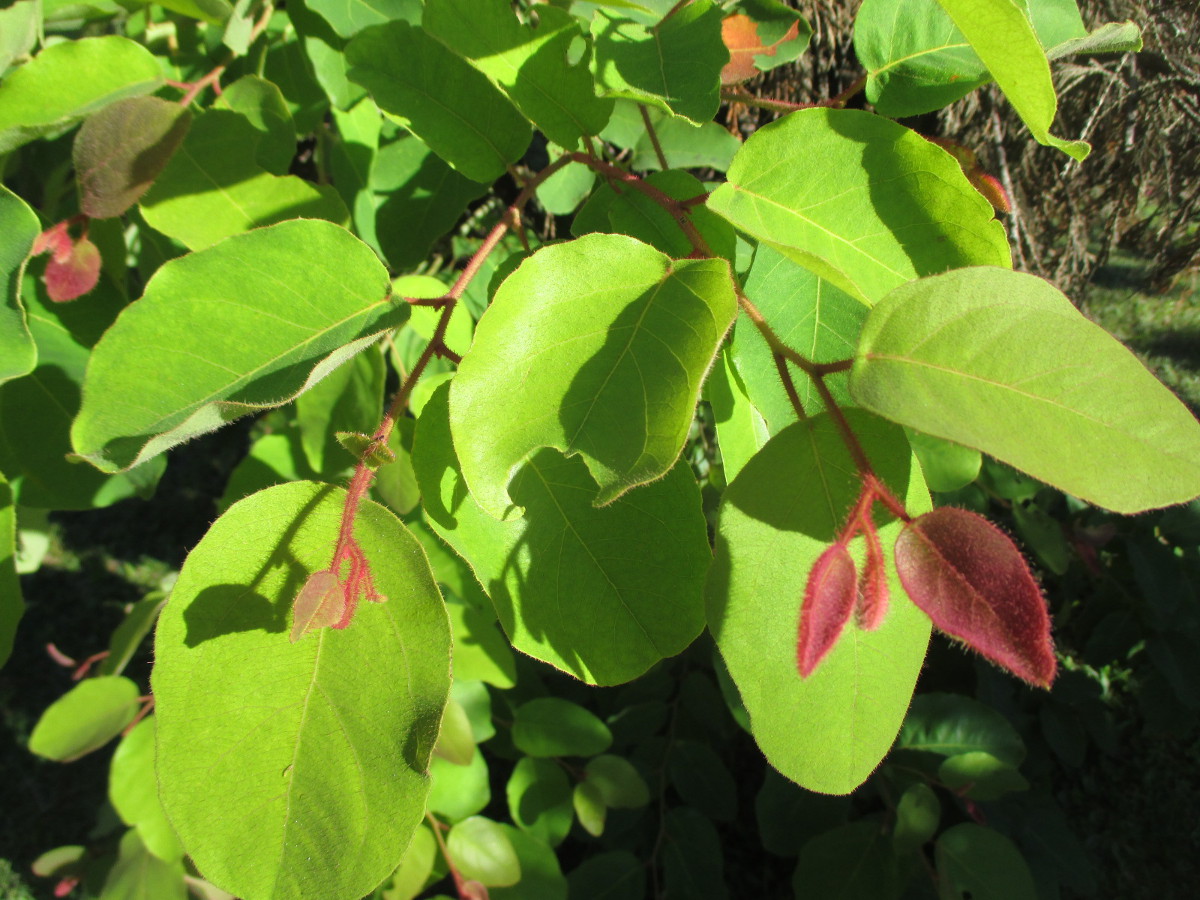 Image of Corymbia torelliana specimen.