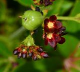 Jatropha gossypiifolia. Веточка соцветия с бутонами, цветками и созревающим плодом. Израиль, впадина Мёртвого моря, киббуц Эйн-Геди. 25.04.2017.