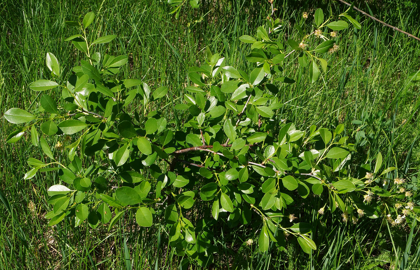 Image of Cerasus fruticosa specimen.