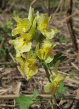 Corydalis bracteata