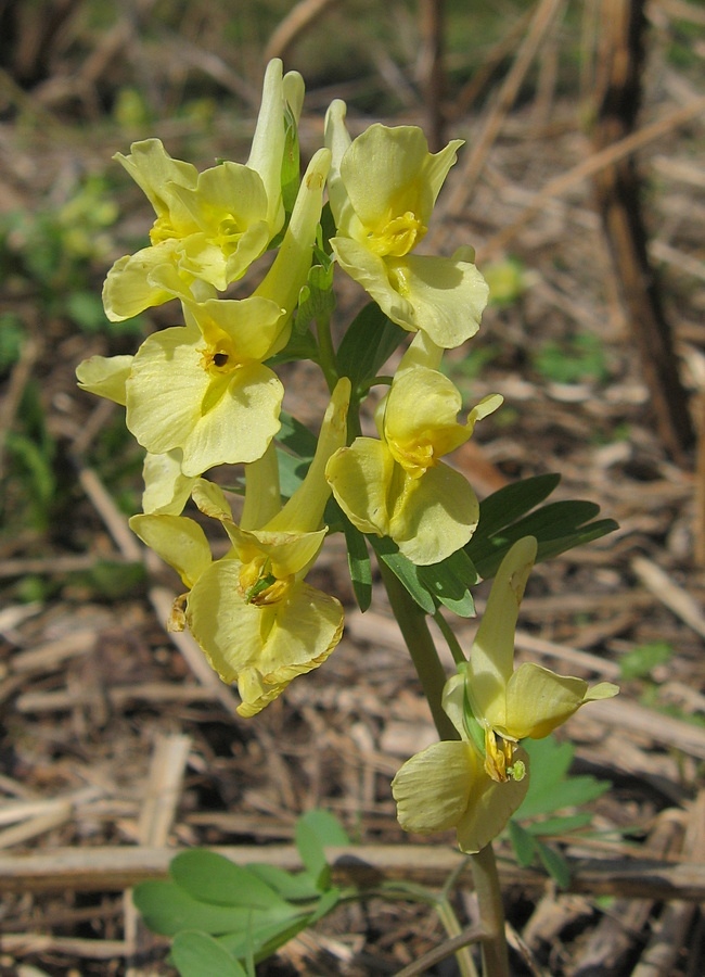 Изображение особи Corydalis bracteata.