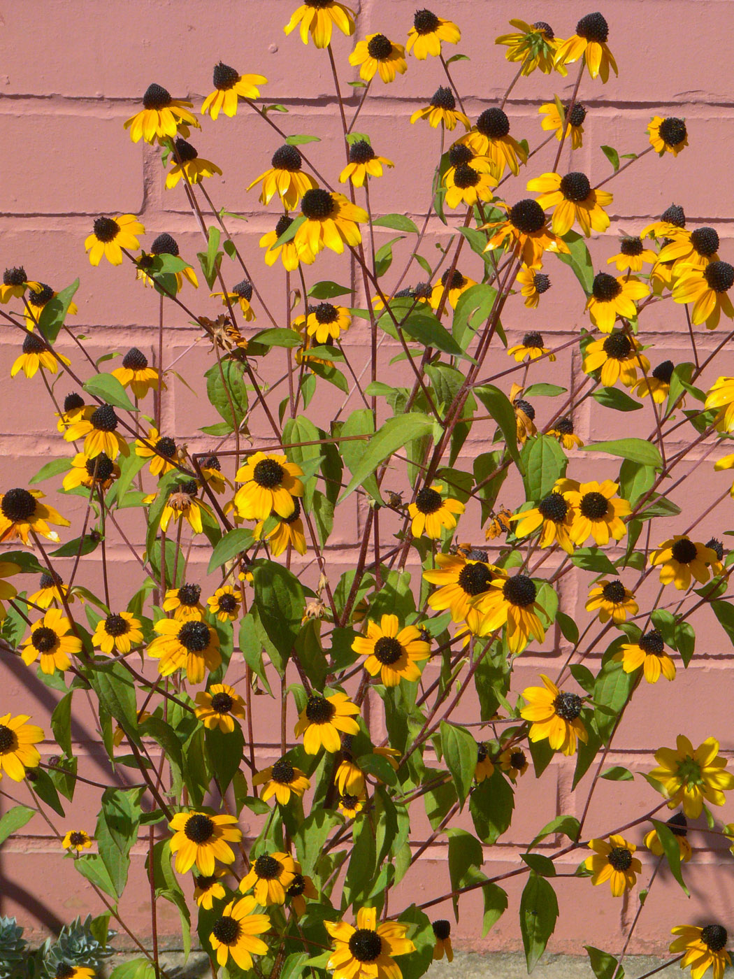Image of Rudbeckia triloba specimen.