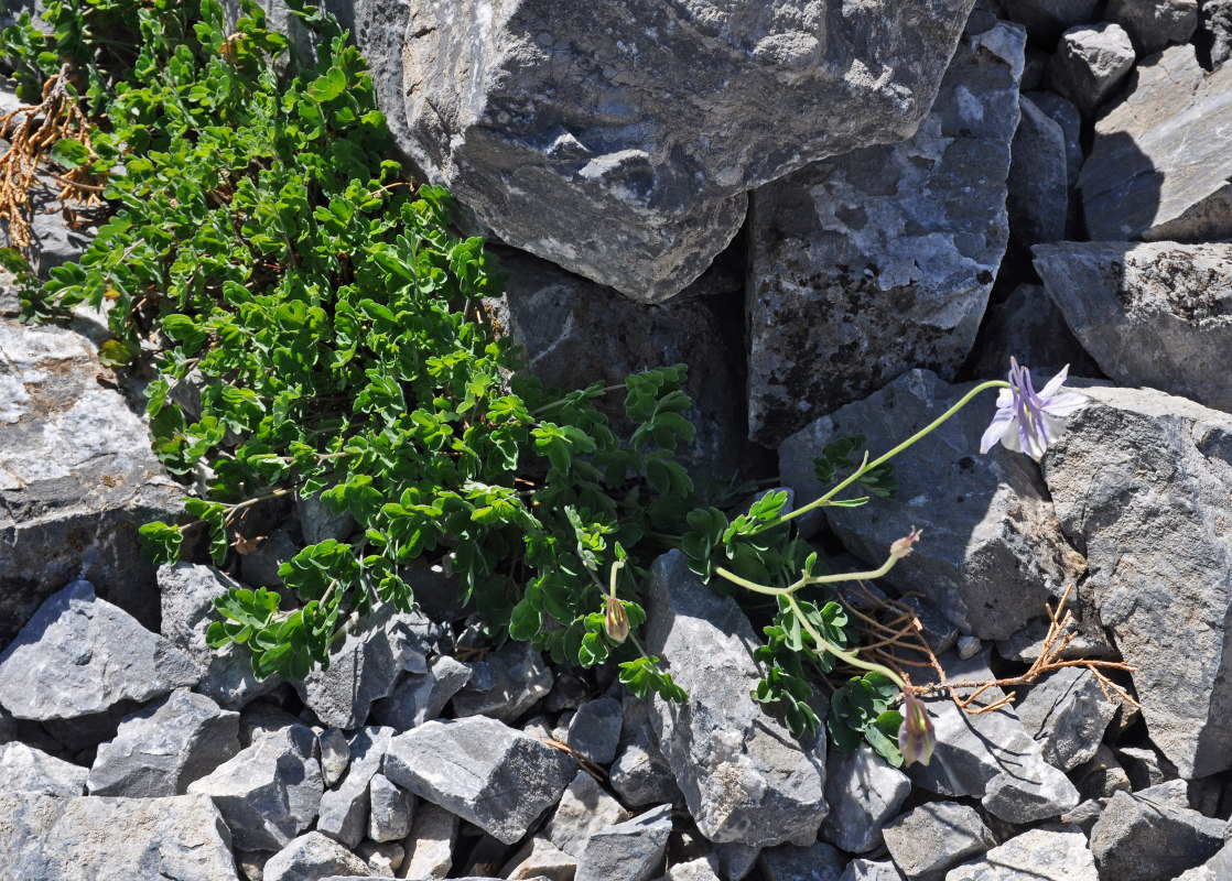 Image of Aquilegia vicaria specimen.