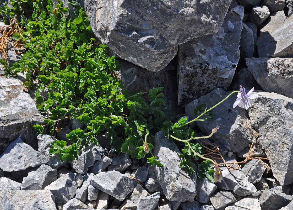 Изображение особи Aquilegia vicaria.