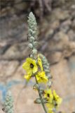 Verbascum formosum. Соцветие с цветками и бутонами. Грузия, Кахетия, окр. г. Кварели, монастырь Некреси, обочина дороги у скального обрыва. 04.05.2017.