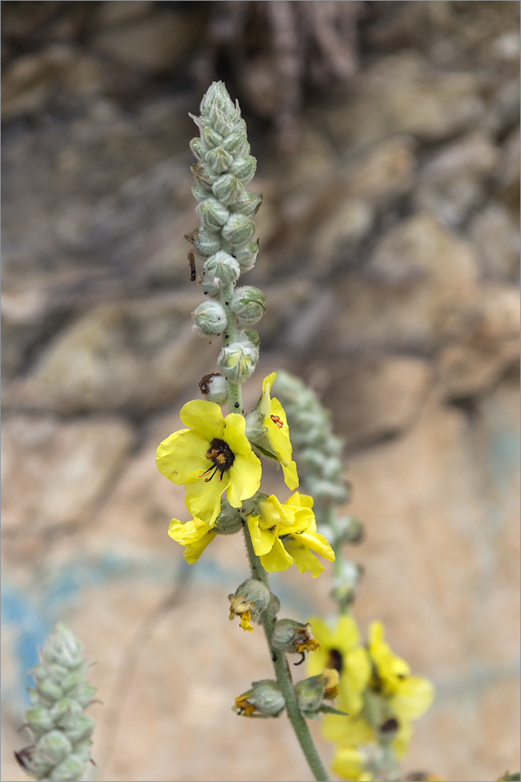 Image of Verbascum formosum specimen.