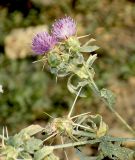 Centaurea iberica