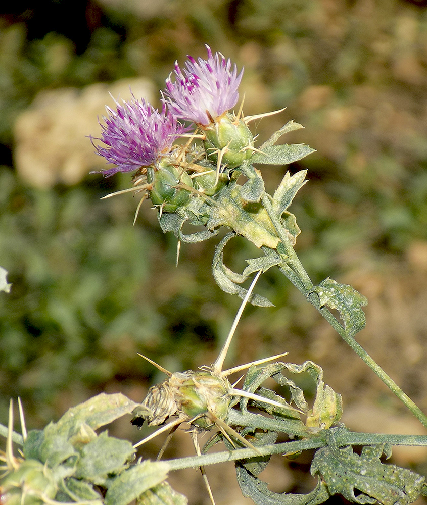 Изображение особи Centaurea iberica.