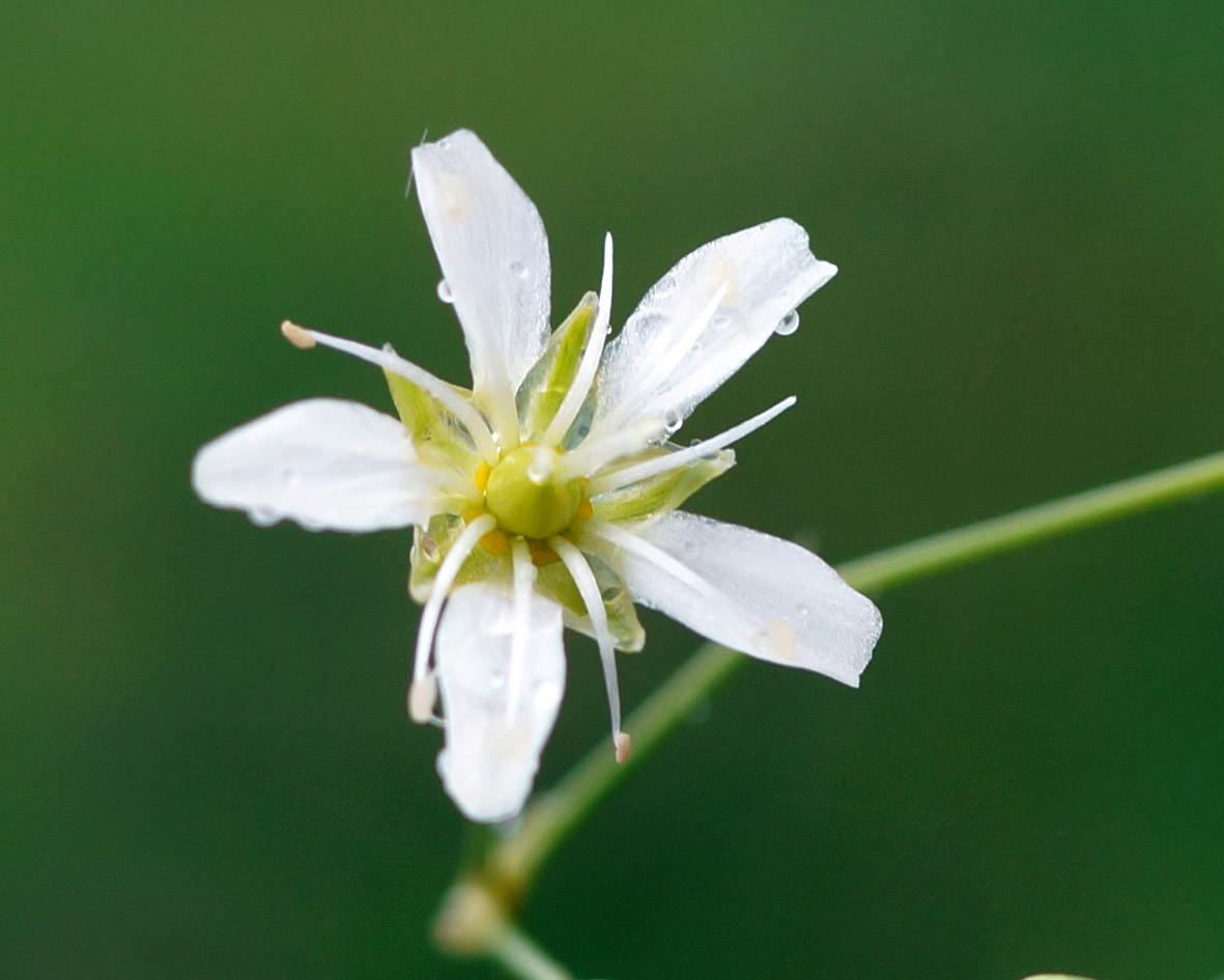 Изображение особи Eremogone saxatilis.