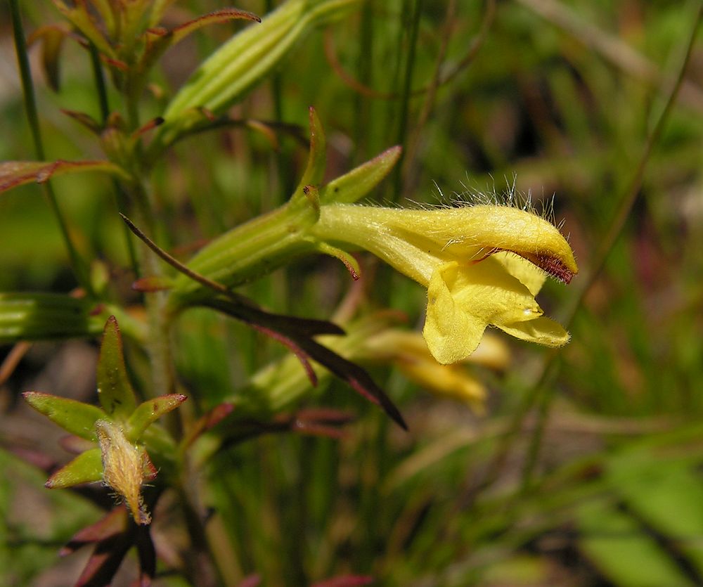 Изображение особи Siphonostegia chinensis.