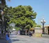 Pinus halepensis. Старое дерево. Крым, г. Ялта, наб. Ленина, озеленение. 11.08.2017.