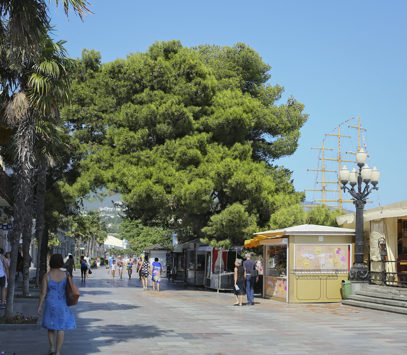 Image of Pinus halepensis specimen.