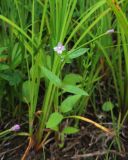 genus Epilobium