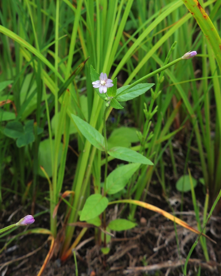 Изображение особи род Epilobium.