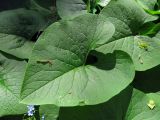 Brunnera macrophylla. Лист. Беларусь, Гродненская обл., Новогрудский р-н, Кошелевский сельсовет, окр. дер. Чемеровка, Рутковский пригорок, опушка березняка снытевого. 23.05.2017.