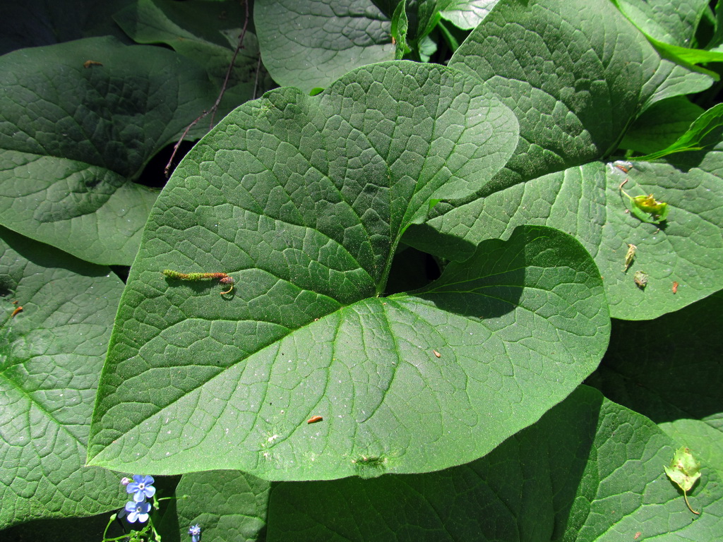 Изображение особи Brunnera macrophylla.