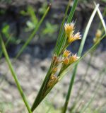 Juncus compressus