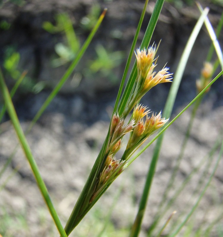 Изображение особи Juncus compressus.