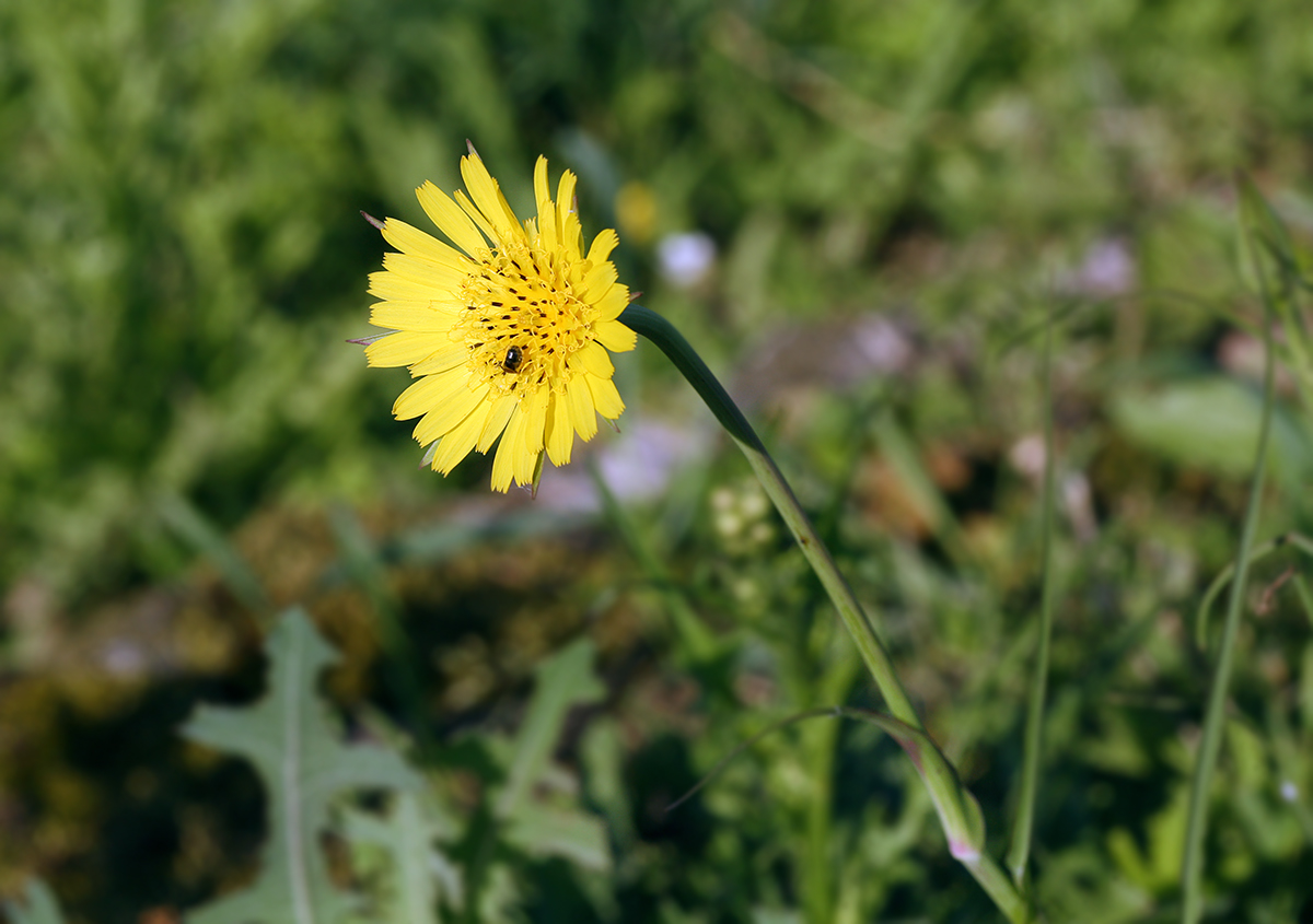 Изображение особи Tragopogon pratensis.