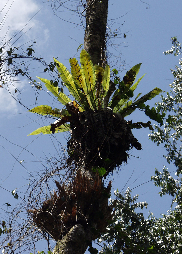 Изображение особи Asplenium nidus.