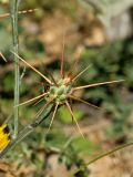 Centaurea idaea. Раскрывающееся соцветие. Греция, о-в Крит, ном Ханья (Νομός Χανίων), дим Платаньяс (Δήμος Πλατανιά), горный массив Лефка Ори (Λευκά Όρη), урочище Ксилоскало (Ξυλόσκαλο), ≈ 1200 м н.у.м., каменистый склон у автомобильной дороги. 28 июня 2017 г.