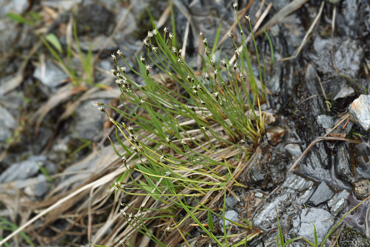 Изображение особи Trichophorum alpinum.