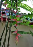 Heliconia chartacea. Соцветие. Малайзия, о-в Пенанг, г. Джорджтаун, в культуре. 07.05.2017.