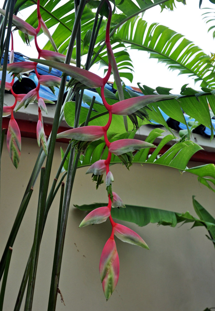 Image of Heliconia chartacea specimen.