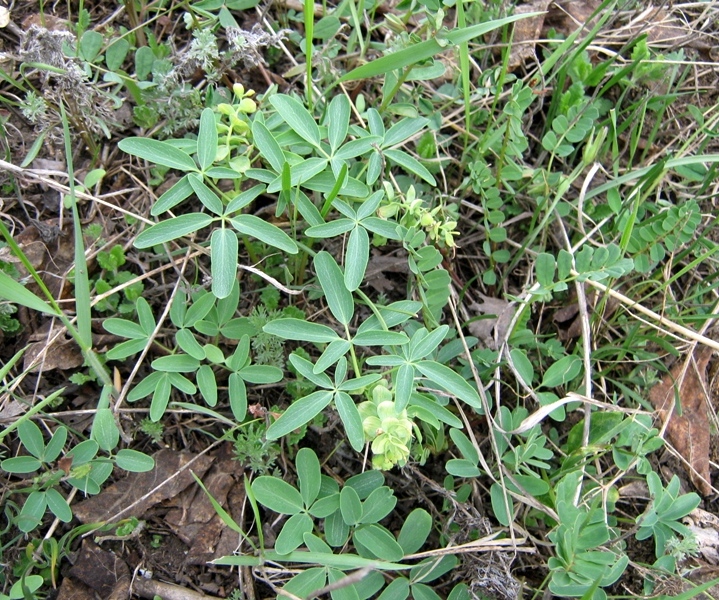 Изображение особи Gymnospermium odessanum.