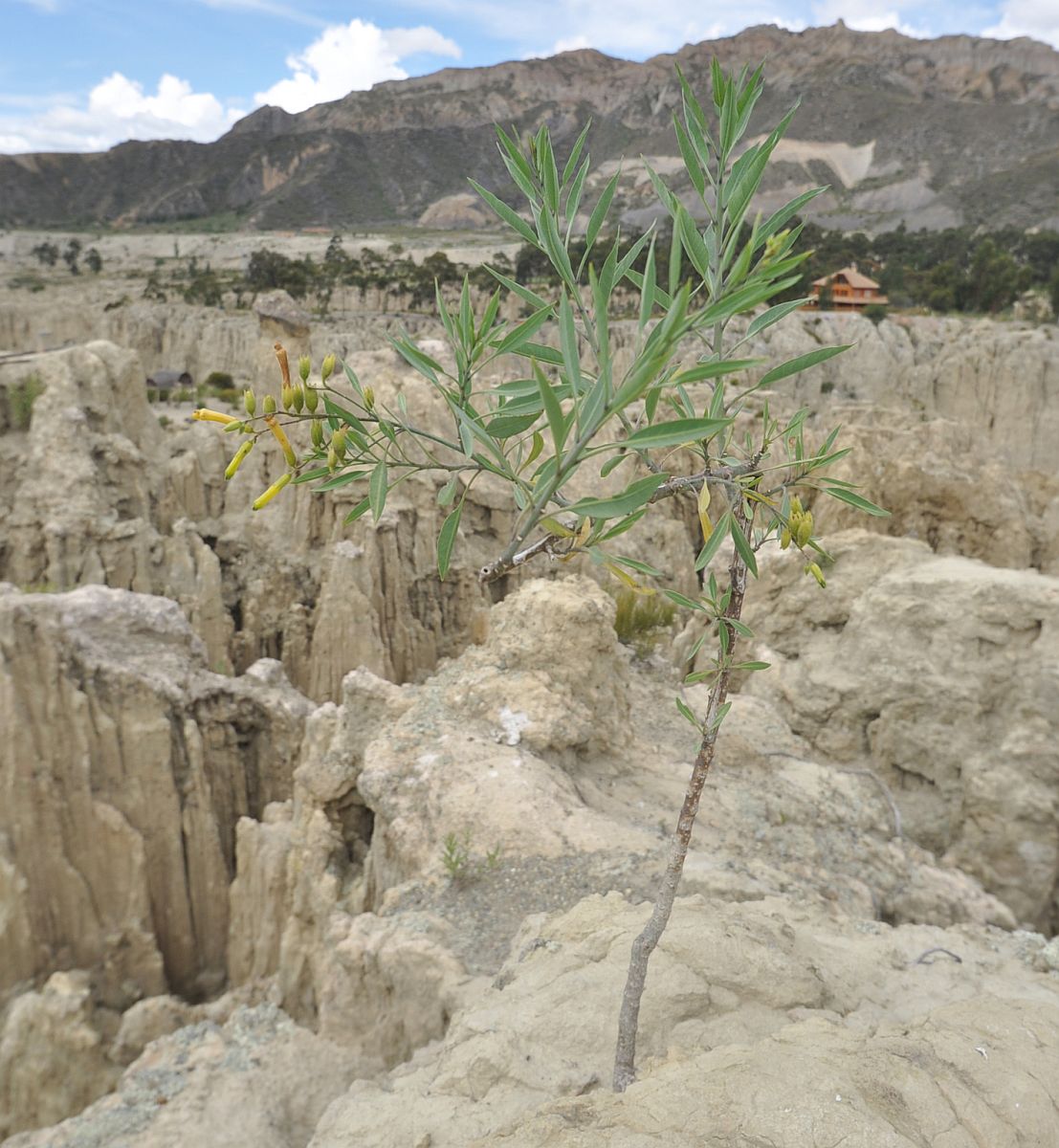 Изображение особи Nicotiana glauca.