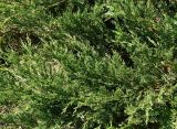 Juniperus sabina