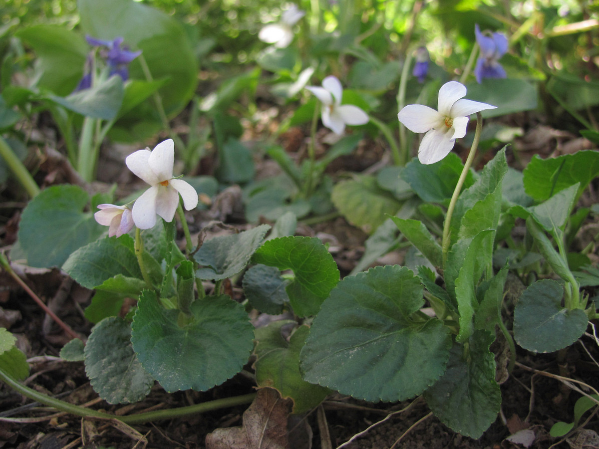 Image of Viola suavis specimen.