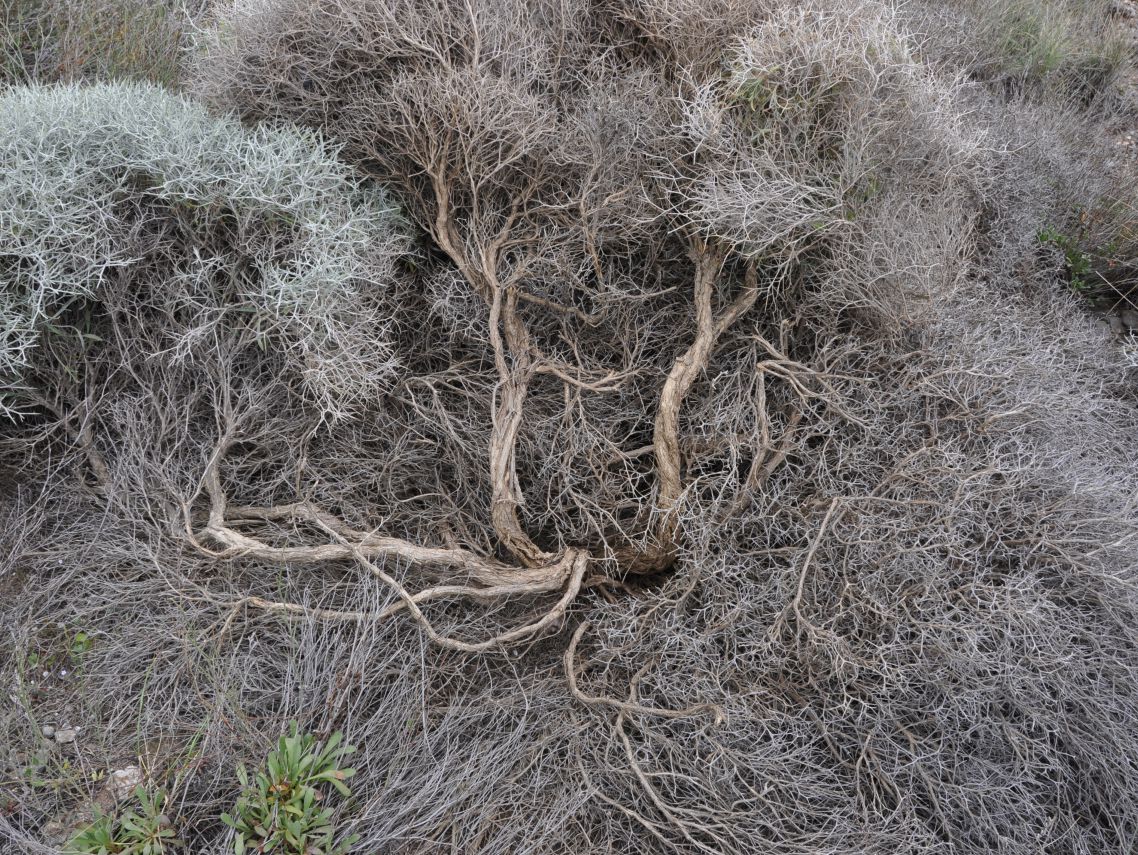 Image of Centaurea spinosa specimen.