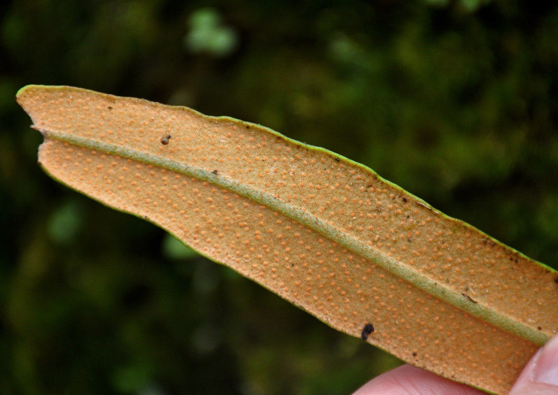 Image of Pyrrosia porosa specimen.