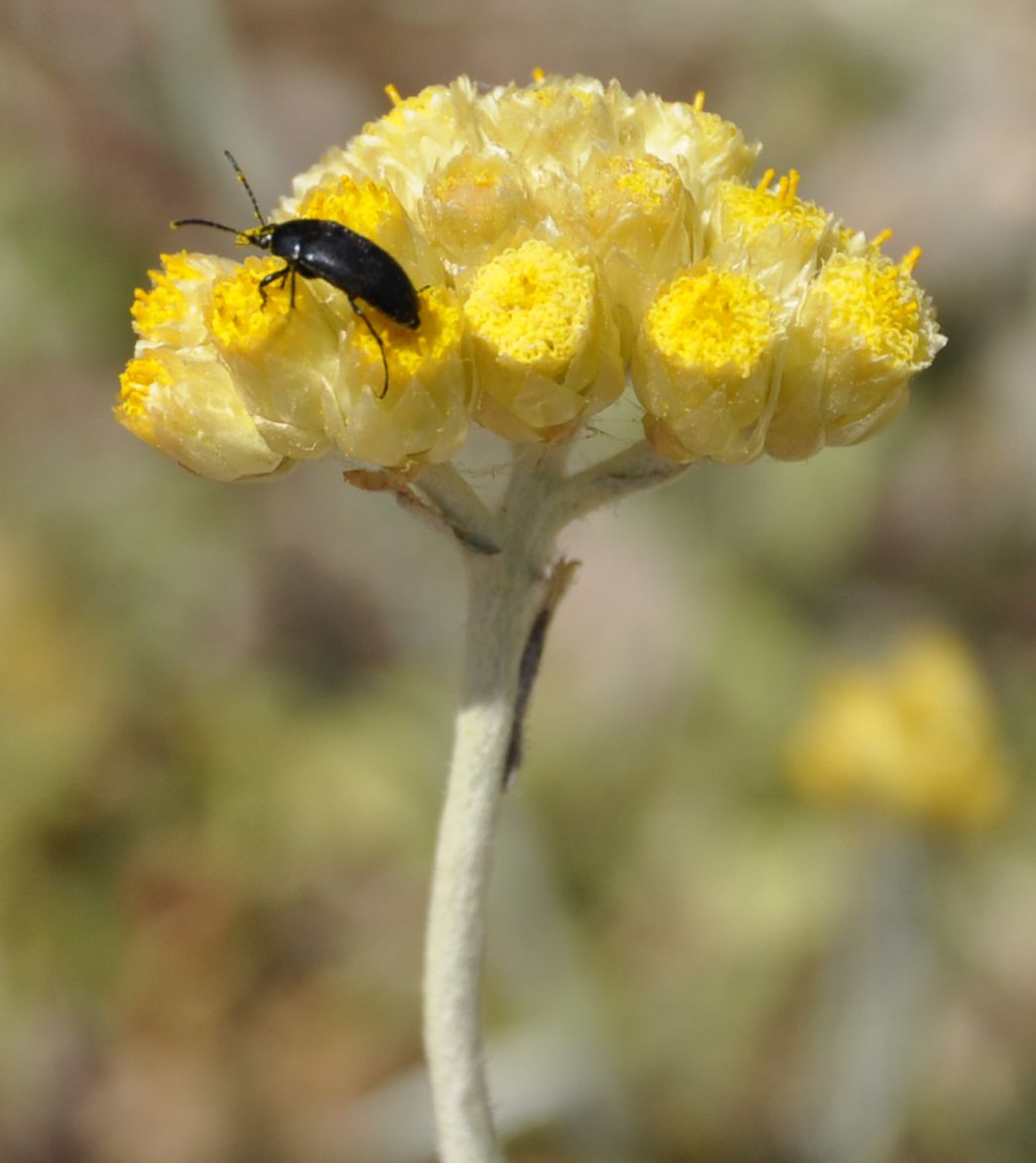 Изображение особи Helichrysum stoechas ssp. barrelieri.