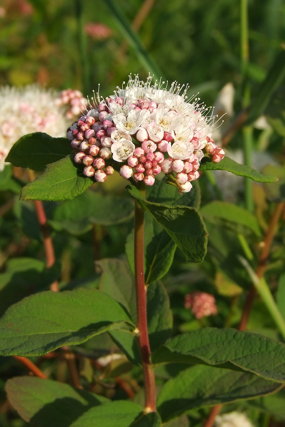 Изображение особи Spiraea beauverdiana.