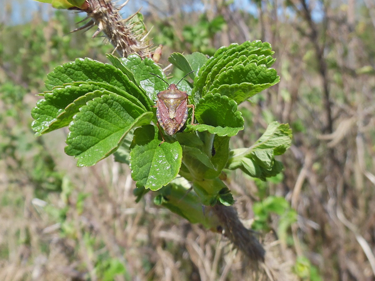 Image of Rosa rugosa specimen.