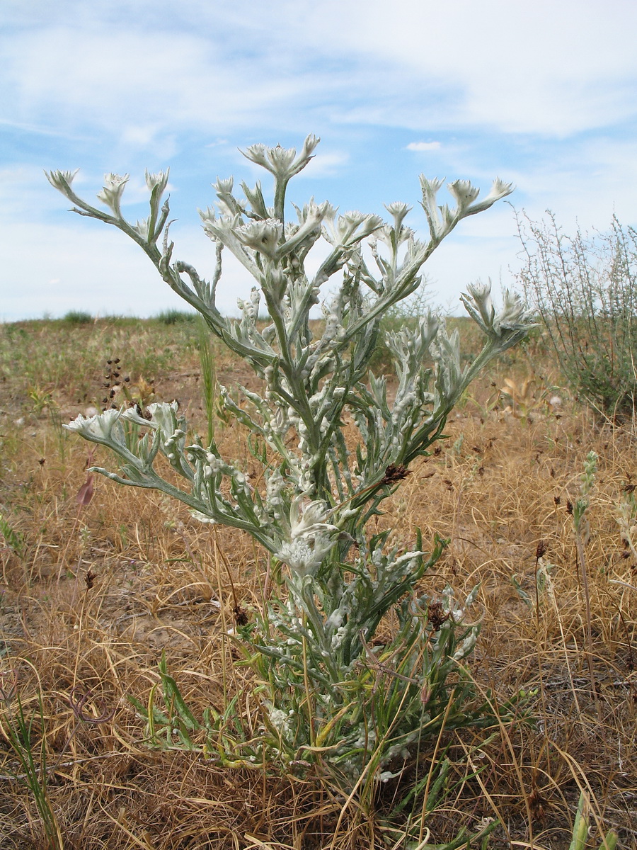 Изображение особи Cousinia mollis.