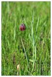 Fritillaria meleagroides. Цветущее растение. Республика Татарстан, Азнакаевский р-н, окр. дер. Чекан. 13.05.2010.