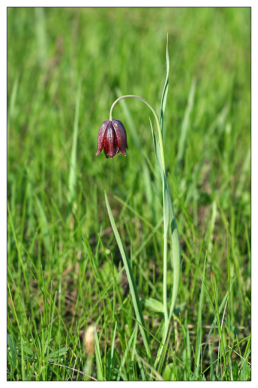 Изображение особи Fritillaria meleagroides.