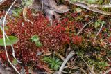 genus Bryum. Вегетирующие растения (внизу в центре - зелёная веточка Atrichum undulatum). Свердловская обл., окр. г. Заречный, урочище Черемшанское болото, окр. горы Хрустальная горка, на месте посадок елей после вырубки леса. 06.06.2018.