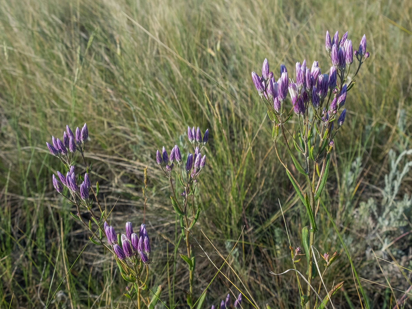 Image of Jurinea multiflora specimen.